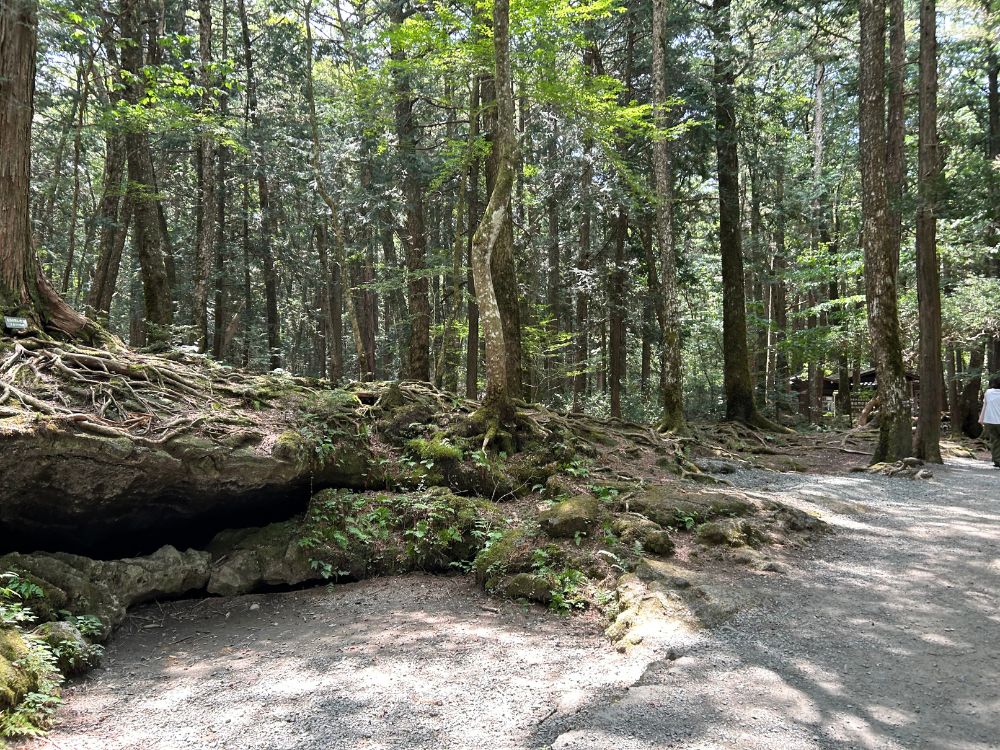 風穴までの遊歩道の写真