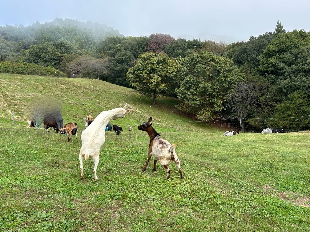 戦うヤギの写真
