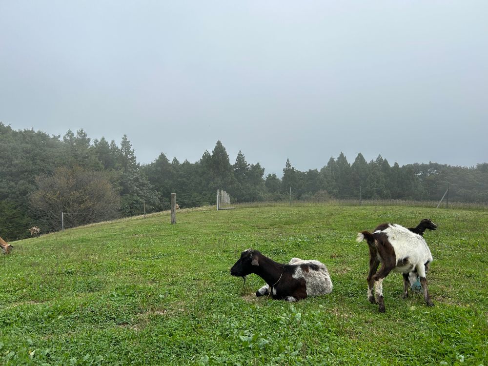 ヤギたちの写真