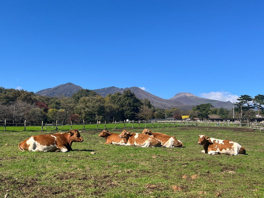 放牧されている牛の写真