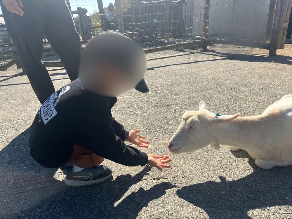 ヤギにエサやりをする写真