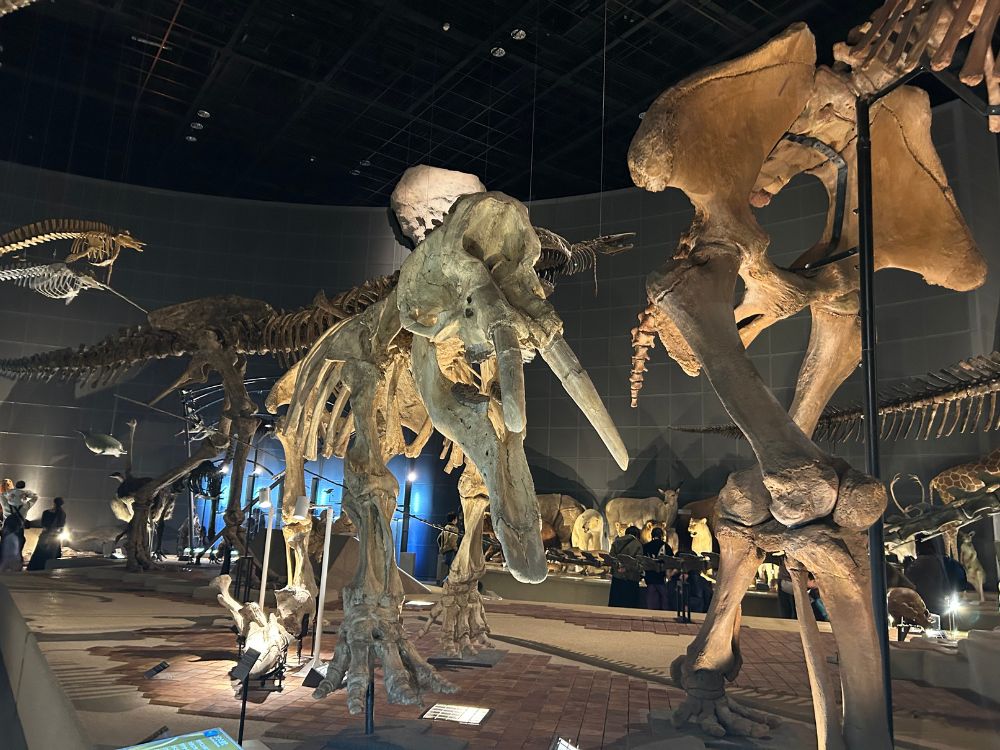 骨格模型がずらっと並んでいる写真