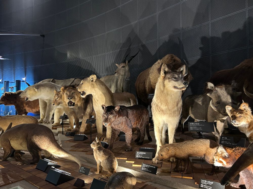 哺乳類の模型がずらりの写真