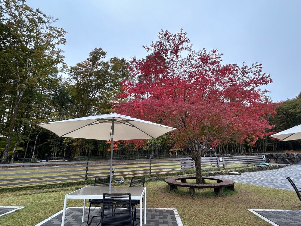 テラス席の紅葉の写真