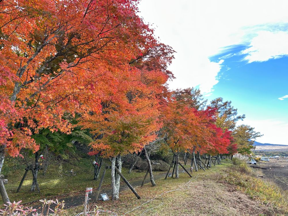 きれいに色づく紅葉の写真