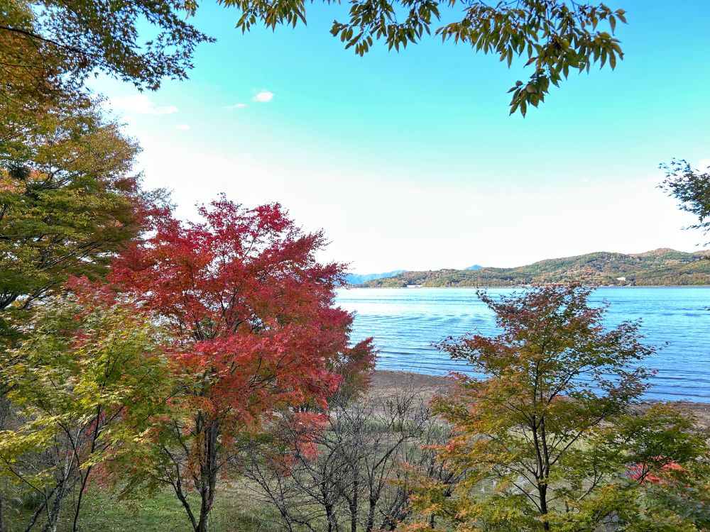 紅葉と山中湖の写真