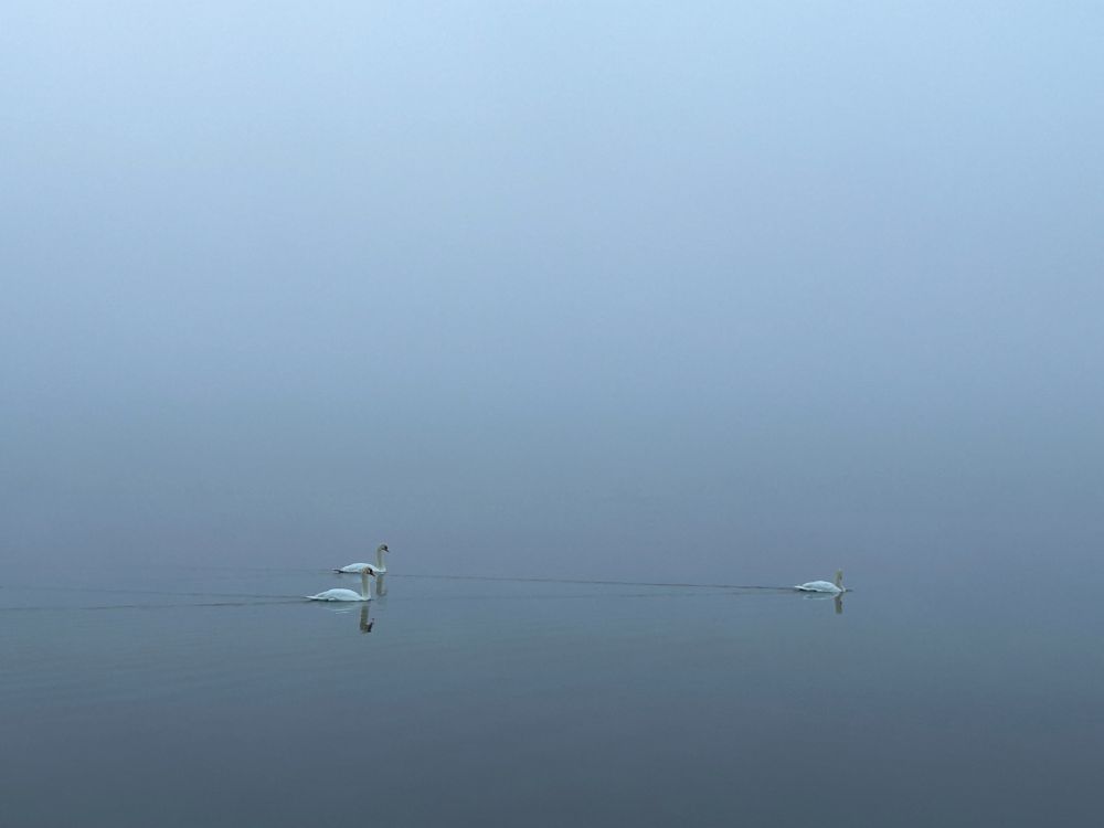 白鳥が湖を泳いでる写真