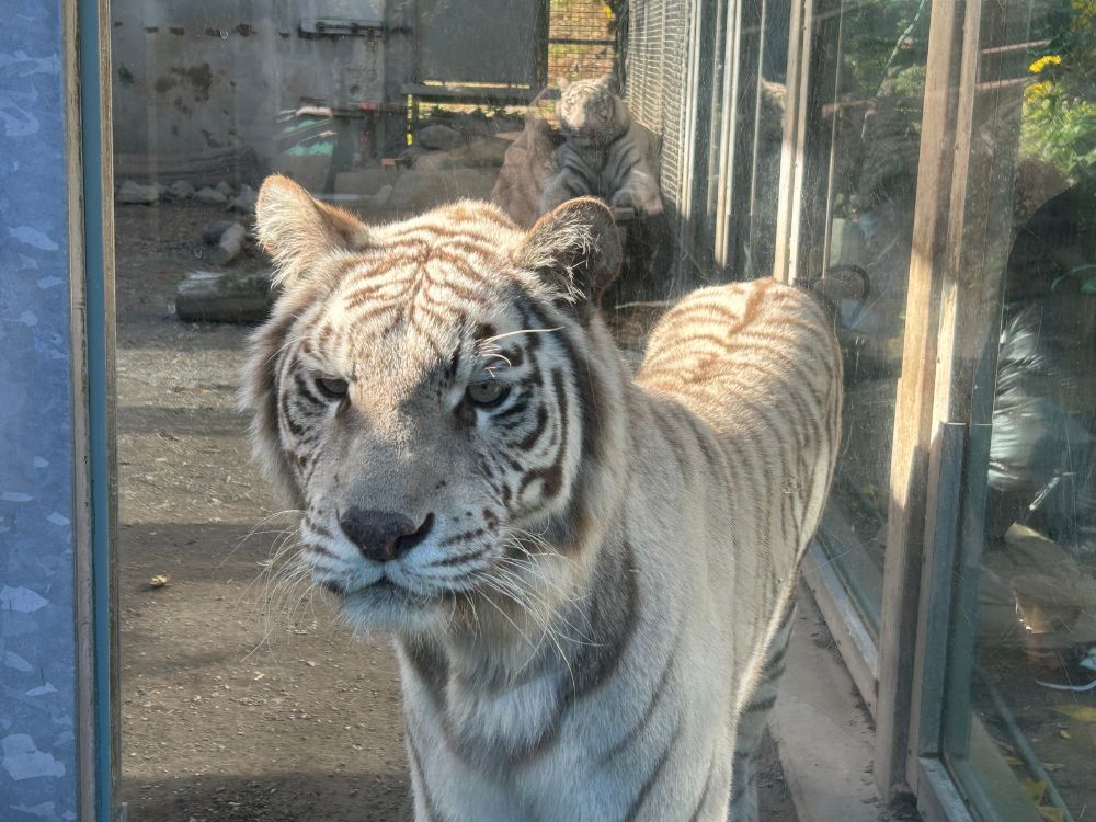 ホワイトタイガーの写真