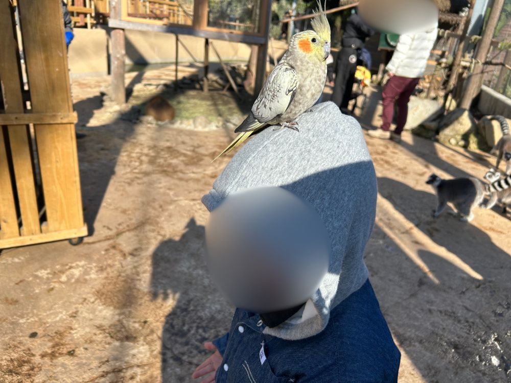 頭にインコを乗せてる子供の写真