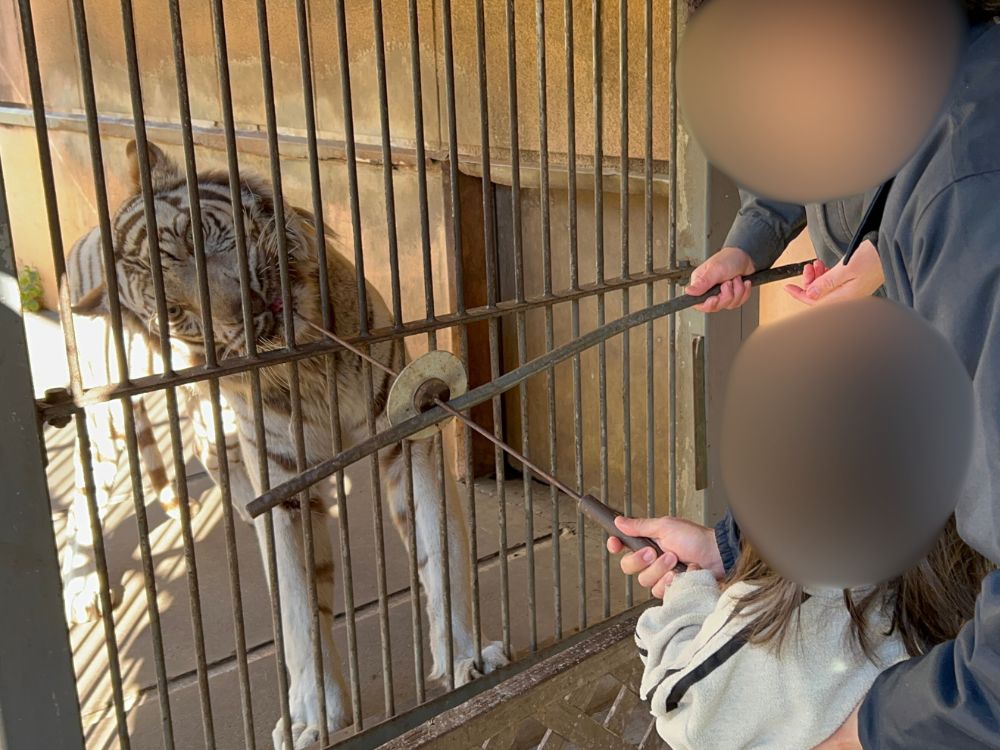 ホワイトタイガーのエサやり体験の写真