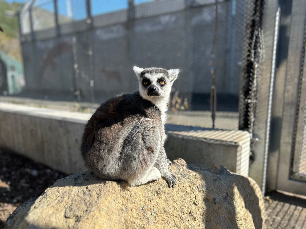 ワオキツネザルの写真