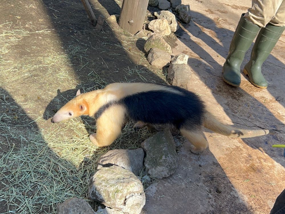 ミナミコアリクイの写真