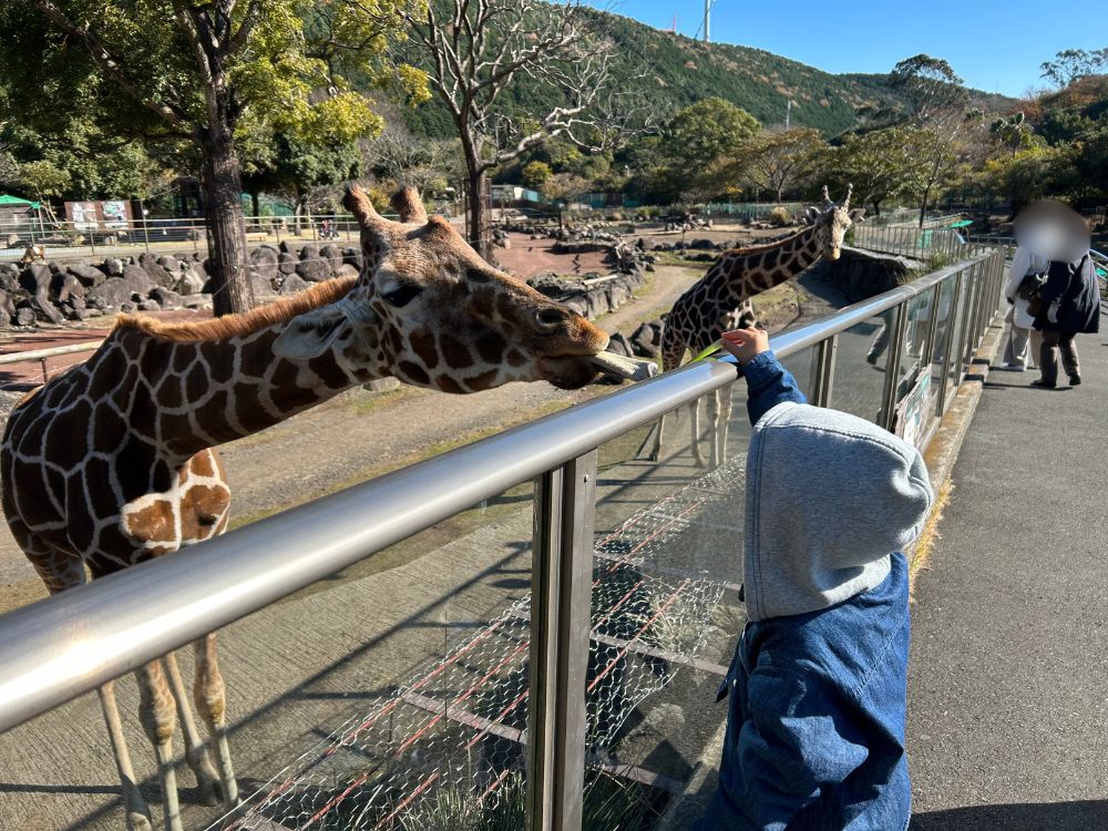 キリンにエサやりをやる子供の写真