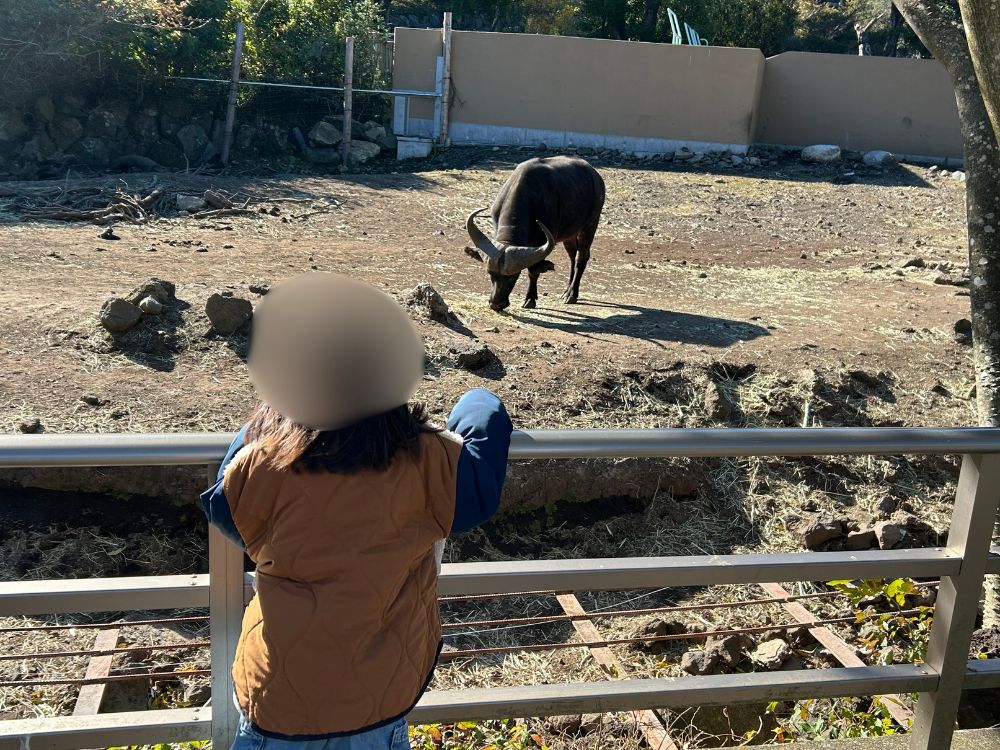 ウォーキングサファリで動物を眺める子供の写真