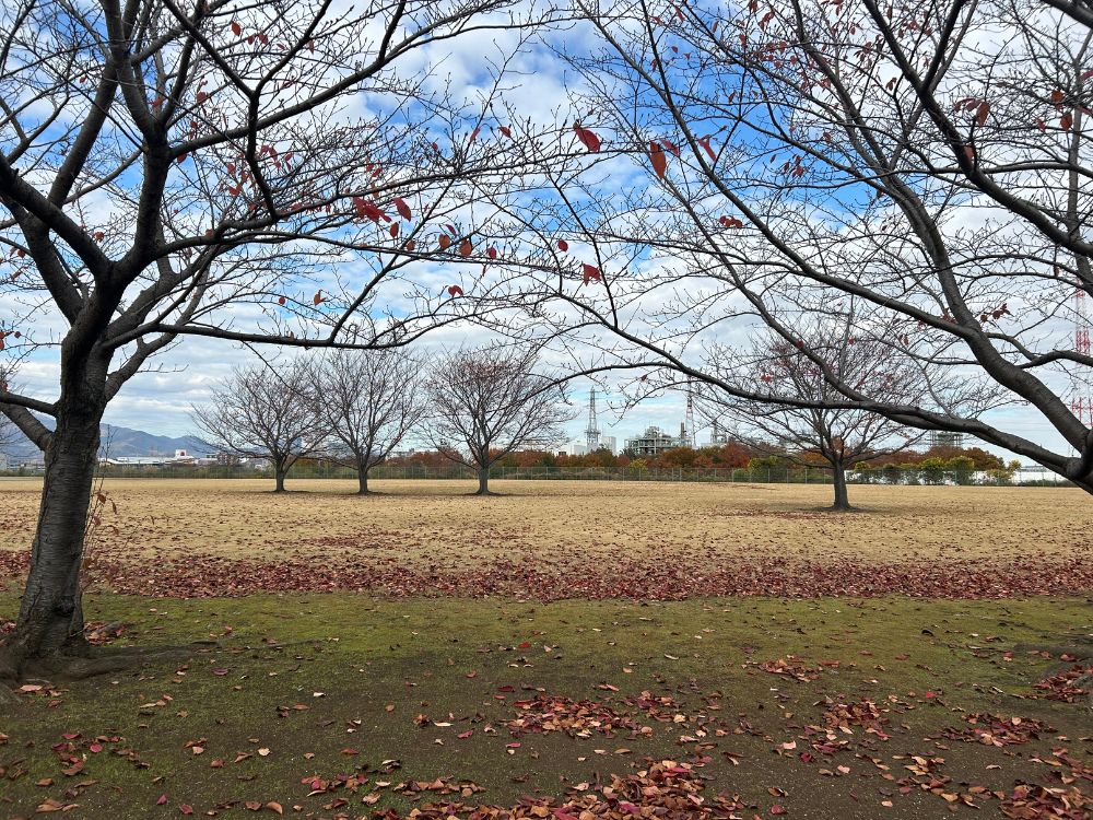 芝生エリアの写真
