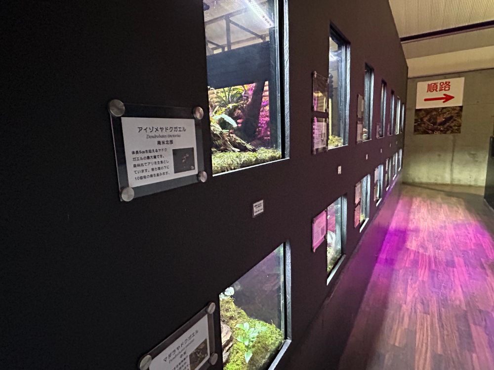 カエルの展示写真