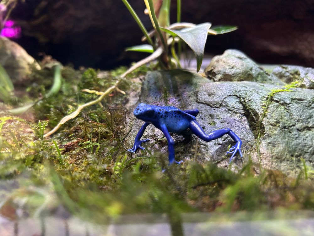 きれいな色のカエルの写真