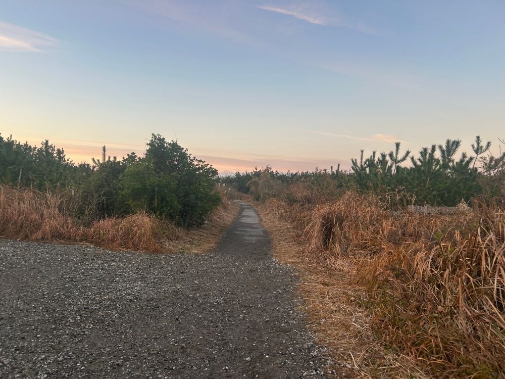 海へと続く道の写真
