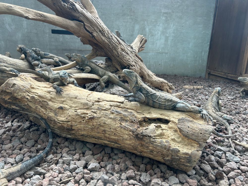 イグアナの写真