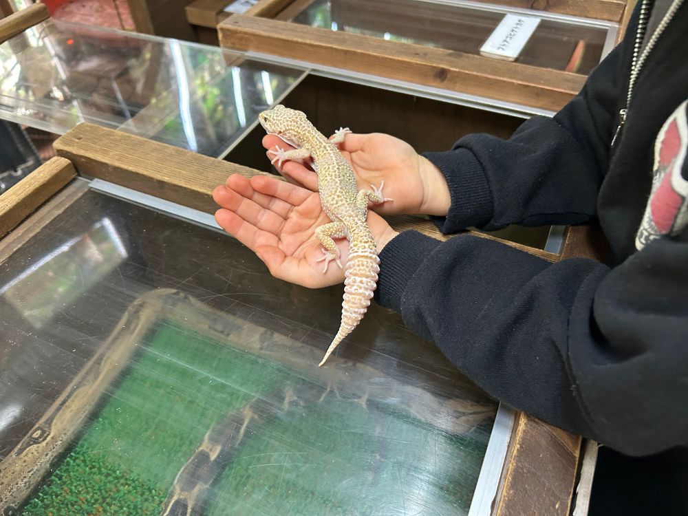 白いトカゲと触れ合っている写真