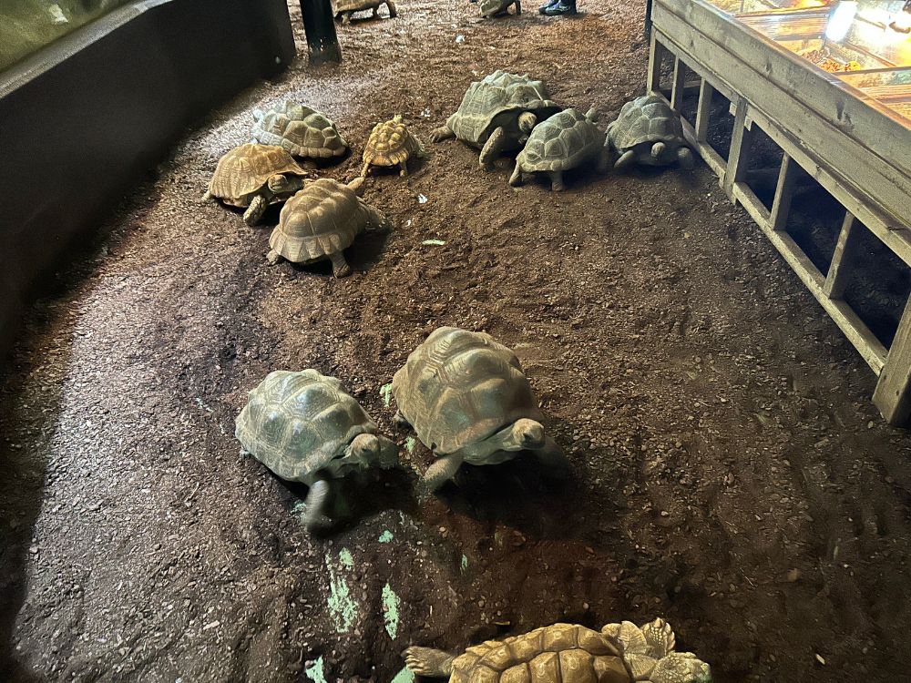 リクガメが放し飼いになっている写真