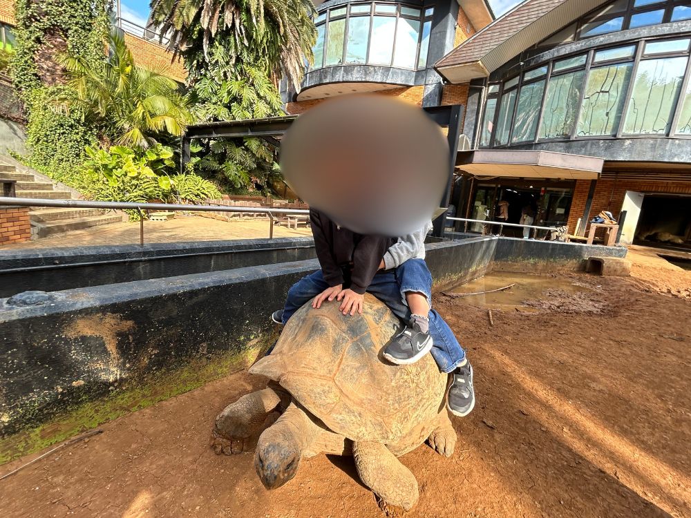 リクガメの背中に乗せてもらっている写真