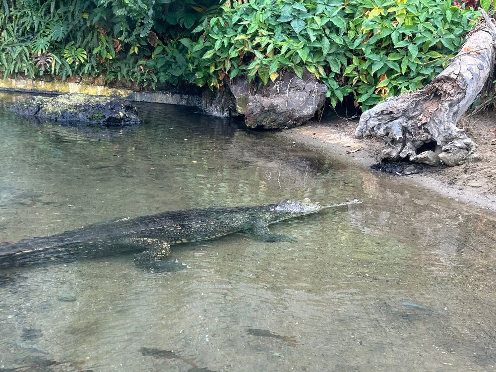 屋外エリアのワニの写真