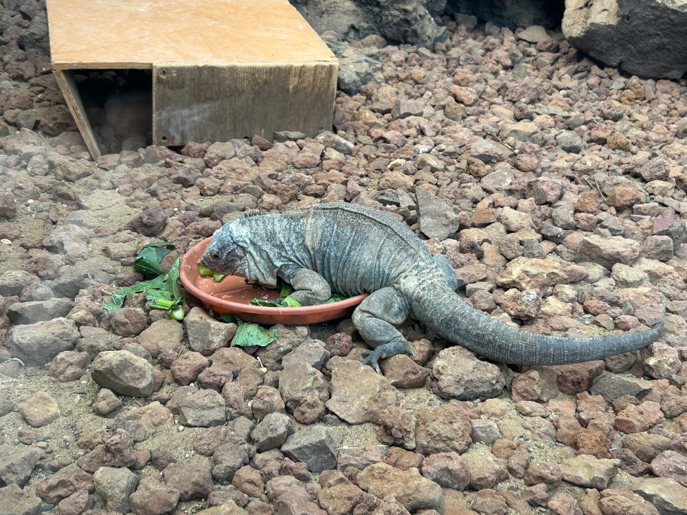 屋外エリアのイグアナの写真