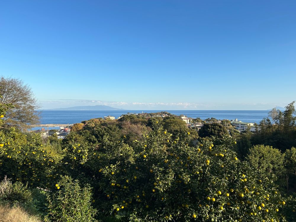 みかん畑からの景色の写真。