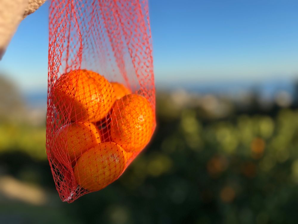 お土産用のみかんの写真