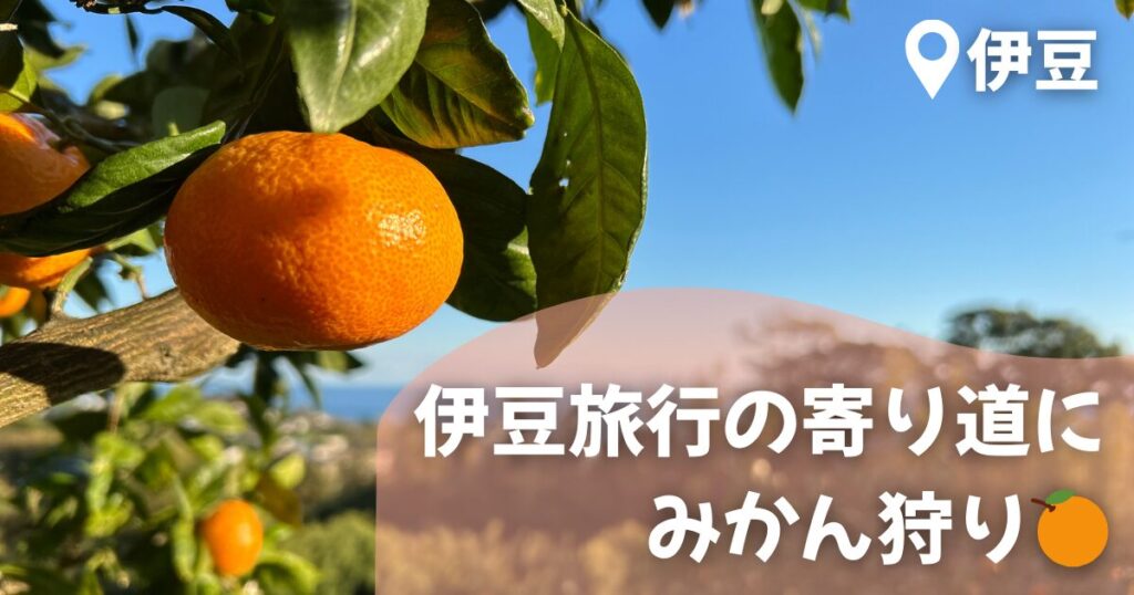 みかん狩り体験のアイキャッチ画像